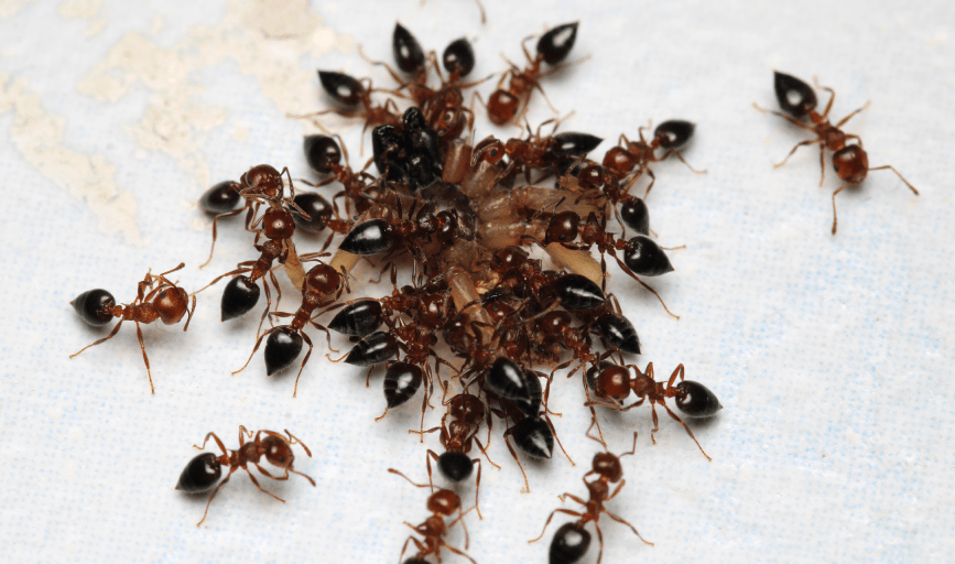 Pro Shield Pest Solutions